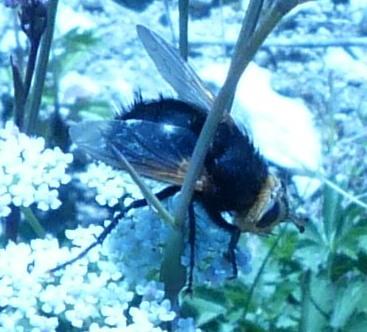 Tachina grossa